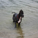 Zamin be my dream terra alano