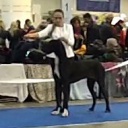 December 03, 2016, FCI-CACIB &quot;Kyivska Rus&#039; - 2016&quot;