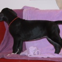 54 дня \\ 54  days