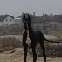 Zamin be my dream terra alano