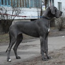 COSMO LADY TERRA ALANO