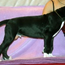 54 дня \\ 54  days