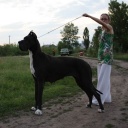 Zamin be my dream terra alano