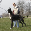 Zamin be my dream terra alano