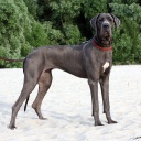 Cosmo Lady terra alano