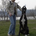 Zamin be my dream terra alano